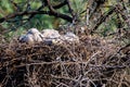 Nest of Steppe eagle or Aquila nipalensis with small nestlings