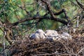 Nest of Steppe eagle or Aquila nipalensis with small nestlings Royalty Free Stock Photo