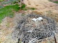 Nest of Steppe eagle or Aquila nipalensis with small nestlings