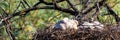 Nest of Steppe eagle or Aquila nipalensis with small nestlings Royalty Free Stock Photo