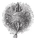 Nest of the Stickleback or Gasterosteus sp., vintage engraving