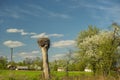 nest with a stork in the countryside. Blooming fruit trees in white flowers and rural houses in the background. Royalty Free Stock Photo