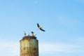 Nest stork on the old water tower. Against the sky. Royalty Free Stock Photo