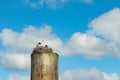 Nest stork on the old water tower. Against the sky. Royalty Free Stock Photo