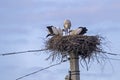 Nest of the storks on the electric pole.