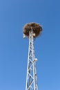 Nest of storks made on electric tower. Vertical Royalty Free Stock Photo