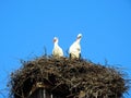 Nest with the storks