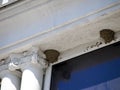 Nest swallows above the eaves of the building