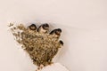 Nest with swallows (Hirundo rustica)