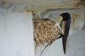 Nest of swallows.