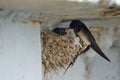 Nest of swallows.