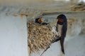 Nest of swallows.