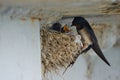 Nest of swallows.