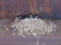 nest with swallows