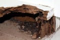 Nest termite, background of nest termite, damaged wooden eaten by termite or white ant selective focus Royalty Free Stock Photo