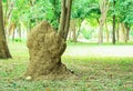 Nest of termites Royalty Free Stock Photo