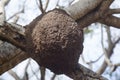 Nest of termites on tree