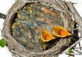 Nest of thrush 6