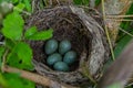 Nest of a thrush with blue eggs on a branch of a bush in spring