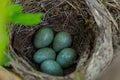 Nest of a thrush with blue eggs on a branch of a bush in spring