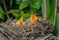 Nest of thrush 11