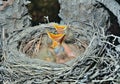 Nest of thrush 20