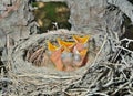 Nest of thrush 18
