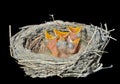 Nest of thrush 15