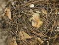 Nest of thrush with small babies.