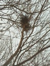 Nest on the tree Fields vellege Royalty Free Stock Photo