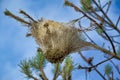 nest on tree , image taken in Follonica, grosseto, tuscany, italy , larderello desert