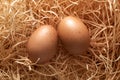 Nest with two brown eggs in close-up Royalty Free Stock Photo