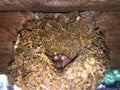 A nest with two newborn small chicks without feathers of an unknown bird Royalty Free Stock Photo