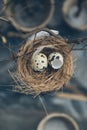 A nest with two quail eggs. The shell is broken. Selective soft focus. The image is tinted Royalty Free Stock Photo