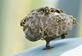 Nest of wasps Royalty Free Stock Photo