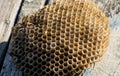 Nest of wasps. Old hornet nest Royalty Free Stock Photo