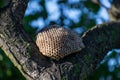 Nest of wasps. Old hornet nest In the branches of the tree Royalty Free Stock Photo