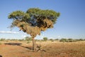 Nest of weaver Royalty Free Stock Photo