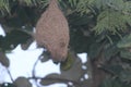 A nest of a weaver weaved beautifully of some natura fibres. Nest hangs down a big tree.