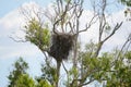 Nest of a White bellied sea eagle near Darwin Western Australia.