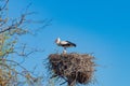 The nest of a white stork on a pillar, against a blue sky. Incubation of chicks in the spring Royalty Free Stock Photo