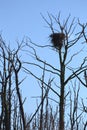 Nest of White-tailed eagle (Haliaeetus albicilla) Royalty Free Stock Photo