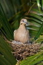 Nest of white wing dove Royalty Free Stock Photo
