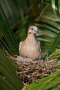 Nest of white wing dove