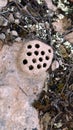 A nest of wild wasps made of clay on a stone in the mountains.