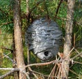 Nest of wild wasps in wood