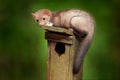 Nest wooden box, in the forest with predator, cute forest animal Beech marten, Martes foina, with clear green background.