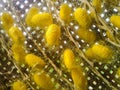 Nest worm silk yellow in circle life