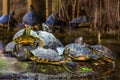 Nest of yellow bellied cumberland slider turtles together on a rock in the water, tropical reptile specie from America Royalty Free Stock Photo