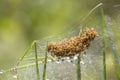 nest of yellow spiders, thousands of them piled up in a perfect silk sack held in the grass with dewdrops, green background